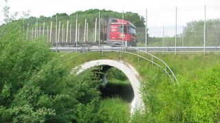 Mit Hilfe von Unterführungen wie an der S 170n beim sächsischen Pirna gelangen Fledermäuse sicher unter der Straße hindurch.