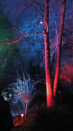 Bäume effektvoll in Szene gesetzt: die „Winterlichter“.