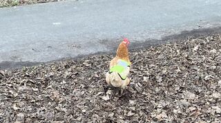 Ein Huhn trägt eine Warnweste.