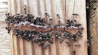 Ameisen der Gattung „Tapinoma Magnum“ haben sich auf dem Ketscher Friedhof zur Superkolonie ausgewachsen.