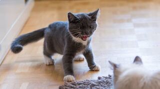 Werden zwei Katzen zusammengeführt, sollten Alter und Temperament in etwa gleich sein. Sonst kann es zu Problemen kommen.