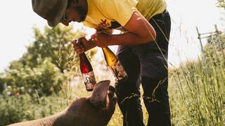 „Rosa Landschwein“ heißt der erste Naturwein, den Lukas Krauß abgefüllt hat. Die Neugierde ist groß. Der Geschmack auch?