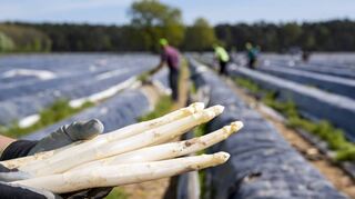 Ab April sollen größere Mengen in den Verkauf wandern.
