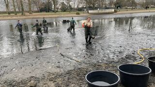 Die Fische müssen für die Reinigung des Weihers im Ebertpark aus dem Wasser und werden erstmal in Containern zwischengelagert.