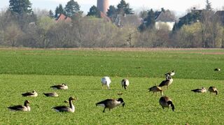 Verschiedene Wildgans-Arten äsen auf einem Feld in Ladenburg.