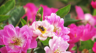 Ungefüllte Rosenblüten laden Bienen zum Nektarsammeln ein.