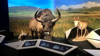 In neuer Gestaltung: die Tiere der Mannheimer Ausstellung „Eiszeit-Safari“, hier ein Steppenbison, im Rosenheimer Ausstellungszentrum Lokschuppen.