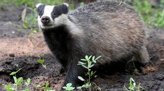 Ein Dachs hat sich mit seiner Familie ausgerechnet direkt an der Großbaustelle zur Ortsumgehung Mörlenbach häuslich eingerichtet.