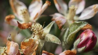 Die Obstblüten in der Region haben unter dem Wintereinbruch der vergangenen Tage gelitten.