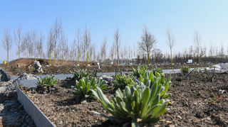 Die ersten Pflanzen sind bereits eingepflanzt bei der Besichtigung des Buga-Gelände zu Sachstand und Bauarbeiten auf dem ehemaligen Spinelli Gelaende in Mannheim.

Foto © Ruffler *** Foto ist honorarpflichtig! *** Auf Anfrage in hoeherer Qualitaet/Aufloesung. Belegexemplar erbeten. Veroeffentlichung ausschliesslich fuer journalistisch-publizistische Zwecke. For editorial use only.
