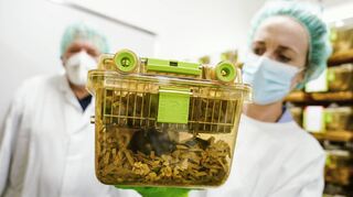Eine Mitarbeiterin hält im Zentralen Tierlabor des Deutschen Krebsforschungszentrums (DKFZ) einen Käfig mit Nagern in den Händen.