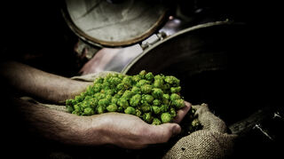 So sieht es aus, wenn dem Bier während des Brauprozesses der Hopfen zugegeben wird. Das Bild zeigt den Vorgang bei der Weldebräu aus Plankstadt.