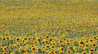 In der Region fehlt es weniger an Weizen als am Anbau von Sonnenblumen: Der Sonnenblumenkuchen ist wichtiges Eiweißfutter in der Tierhaltung.