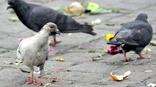 Die rasche Vermehrung und zunehmende Verwilderung von Tauben in Ludwigshafen stört auch den Stadtrat. Dagegen soll nun vorgegangen werden.
