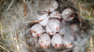 Dieses Nest, in dem mittlerweile zwölf Eier liegen, haben Blaumeisen in einem Briefkasten auf der Schönau gebaut.