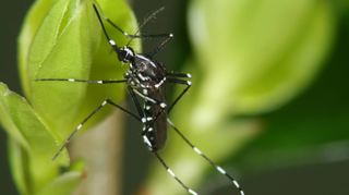 Ein Weibchen der Asiatischen Tigermücke: Die kleinen Moskitos fallen insbesondere durch ihre schwarz-weiß gezeichneten Körper und Glieder auf.