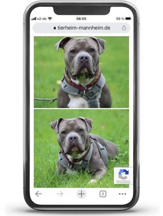 Auf seinen Online-Auftritten sucht das Tierheim mit Fotos nach Diesel. Der Finderlohn beträgt 150 Euro.