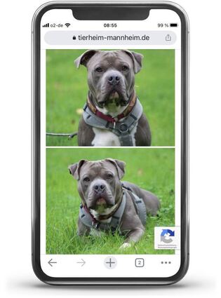 Auf seinen Online-Auftritten sucht das Tierheim mit Fotos nach Diesel. Der Finderlohn beträgt 150 Euro.