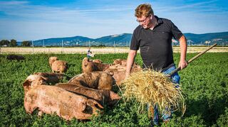 Landwirt Holger Koch mit seinen Freilandschweinen auf der Weide in Grenzhof, im Hintergrund die Bergstraße und der Wasserturm Edingen.