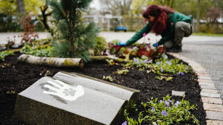 Eine Friedhofsgärtnerin arbeitet auf dem Friedhofsgelände an einem Grabfeld für Menschen und Tiere. Wer sein verstorbenes Haustier nicht einfach in Tierkörperbeseitigungsanlage entsorgen und seinem Liebling auch im Tode nah sein will, muss lange suchen. In Ladenburg gibt es die Möglichkeit, dass Tierhalter sich im Tod mit ihren vierbeinigen Lieblingen vereinen. In Ilvesheim soll diese Möglichkeit auch bald gegeben sein.