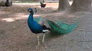 Die Tiere des Wildparks Rheingönheim, wie dieser Pfau, sind zwar die Hauptdarsteller beim Erlebnistag – es gibt aber auch viel Wissenswertes zu erfahren.