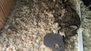 Eine tote Maus im Lager einer Bäckerei: Dass Nagetiere sich vom Getreide angezogen fühlen, ist natürlich. Aber beim Aufräumen und Putzen hätte dieses sich mumifizierende Tier auffallen müssen, betonen die Lebensmittelkontrolleure.