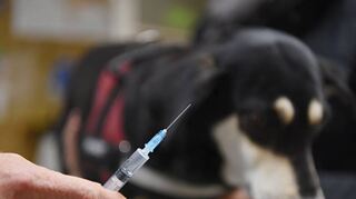 Impfungen gegen Tollwut sind bei Menschen und Tieren möglich, laut Experten ist die Immunisierung beim Tier aber am effektivsten.