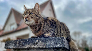 Hauskatzen sollen in Walldorf von April bis Ende August drinnen bleiben.