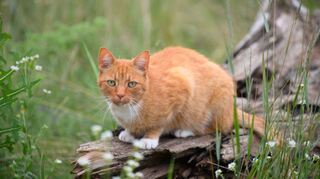 Um den Nachwuchs der Haubenlerche zu schützen, sollen Katzen in Walldorf die kommenden Jahre sommerlichen Hausarrest haben.