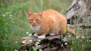 Um den Nachwuchs der Haubenlerche zu schützen, sollen Katzen in Walldorf die kommenden Jahre sommerlichen Hausarrest haben.