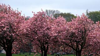 Auch in Heidelberg sollen am Rad- und Fußweg zwischen Heidelberg-Wieblingen und Edingen-Neckarhausen Kirschbäume gepflanzt werden.