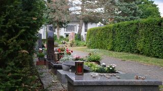 Ein Budget von 30 000 Euro steht für die Bekämpfung der eingeschleppten Ameisengattung rund um den Ketscher Friedhof zur Verfügung.