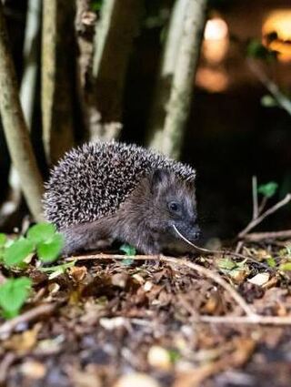 Igel sind nachtaktiv. Lichtquellen irritieren sie.