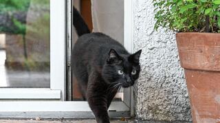 Eine Katze verlässt ihr Zuhause durch einen Spalt in der Balkontür: Das darf eigentlich nicht sein – im Walldorfer Süden.