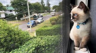 Wegen einer neuen Allgemeinverfügung zum Schutz bedrohter Vögel bleibt Katzen im Süden Walldorfs nur noch der Blick aus dem Fenster.