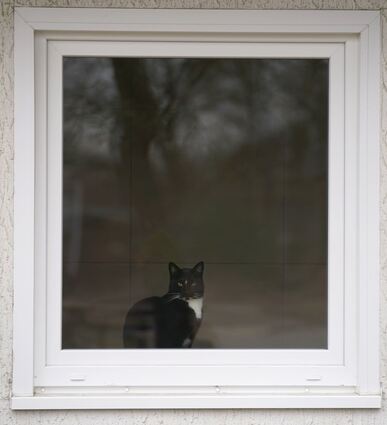 Archivbild: Eine Katze schaut aus dem Fenster eines Hauses.