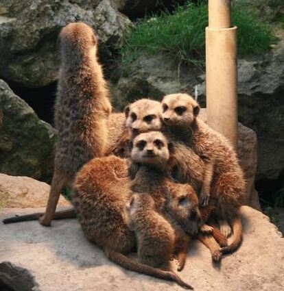 Auch Erdmännchen können im Tierpark Worms bestaunt werden.
