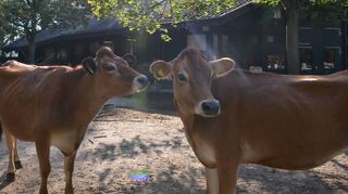 Sind auf dem Bauernhof zusammen aufgewachsen: Die beiden fünf Jahre alten Jersey-Rinder Heidi und Klara müssen nun den Luisenpark verlassen.
