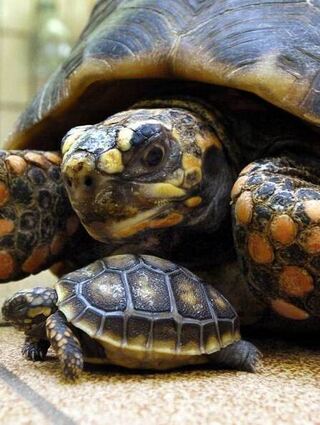 Zwei Köhlerschildkröten sollen bald im Südamerika-Haus einziehen.