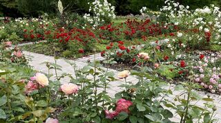 Gilt als die größte Rosensammlung im Ländle: das Rosarium im Herzogenriedpark. Jetzt haben die Gärtner die Fläche für die Beete vergrößert und barrierefreie Wege gepflastert.