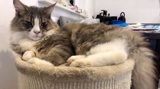 Ein Sommer im Körbchen: Nicht allen Katzen bekommt das Ausgangsverbot so gut wie diesem Kater.