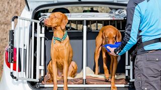 Hunde reisen im Auto etwa hinter einem Transportgitter sicher.