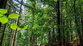 Unerwartete Ruhe: Immer wieder hat der Autor den Wald ganz für sich allein.