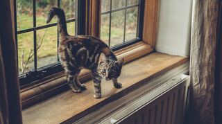Eine Katze am Fenster in ihrem Zuhause.