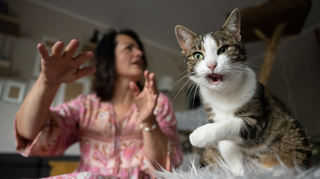 Katze Mimi mit ihrer Besitzerin Regina Tredwell im Walldorfer Zuhause.