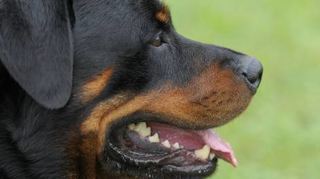 Ein Rottweiler wie dieser hat in Speyer ein elfjähriges Mädchen attackiert. (Symbolbild)