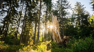 Wie steht es mit der Zukunft der Wälder in Deutschland?