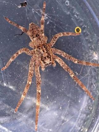 Die auffällige Rückenzeichnung gibt der Spinne ihren Namen.