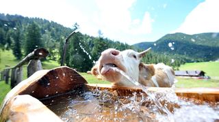 Pro Kilo Rindfleisch benötigt man etwa 15000 Liter Wasser.