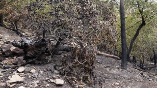 Im Wald am Hambacher Schloss sind viele Bäume verkohlt.
